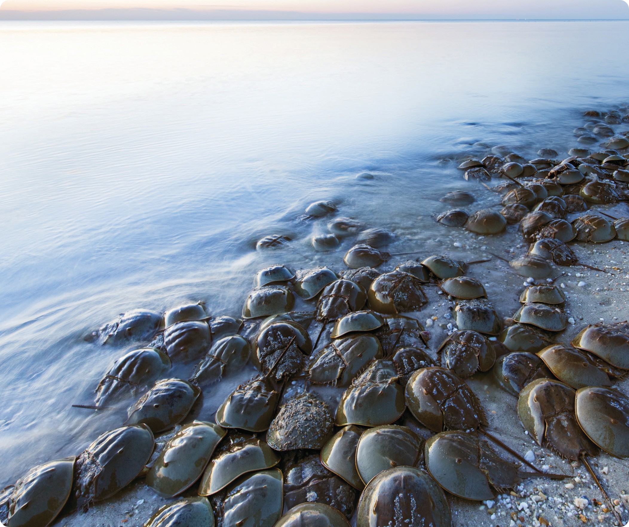 Antimicrobial technology 1